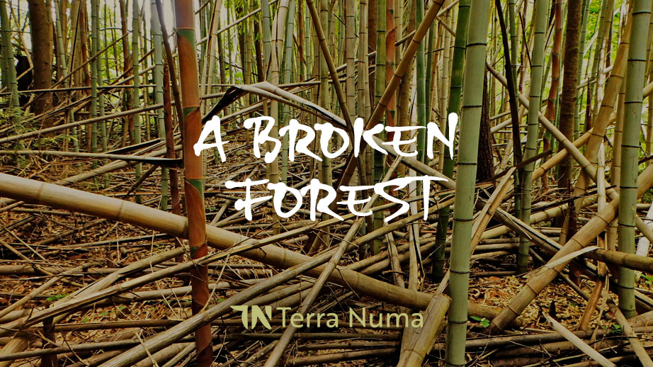 'A Broken Forest' a personal reflection on brokenness